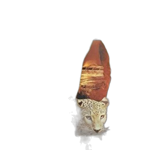 hat, crown, jewelry, animal transparent PNG cut-out