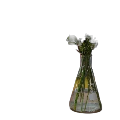 bottle, flower, dress, weapon transparent PNG cut-out