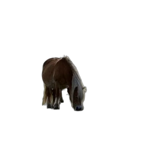 animal, creature, hair, staff transparent PNG cut-out