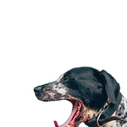 animal, creature, staff, face transparent PNG cut-out