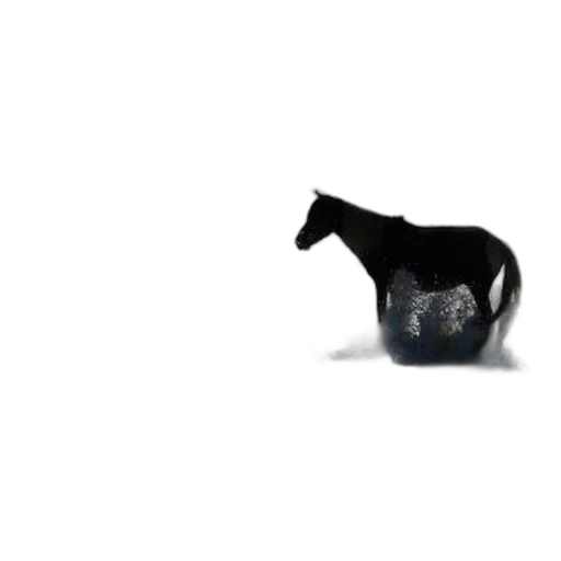 animal, bottle, furniture, creature transparent PNG cut-out