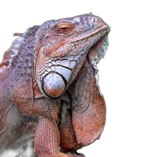 dragon, animal, creature, face transparent PNG cut-out