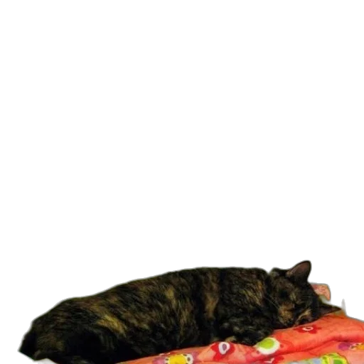 animal, staff, creature, furniture transparent PNG cut-out