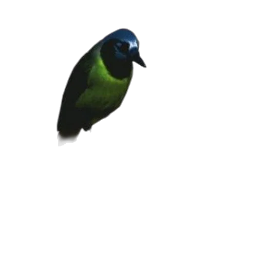 animal, staff, jewelry, creature transparent PNG cut-out
