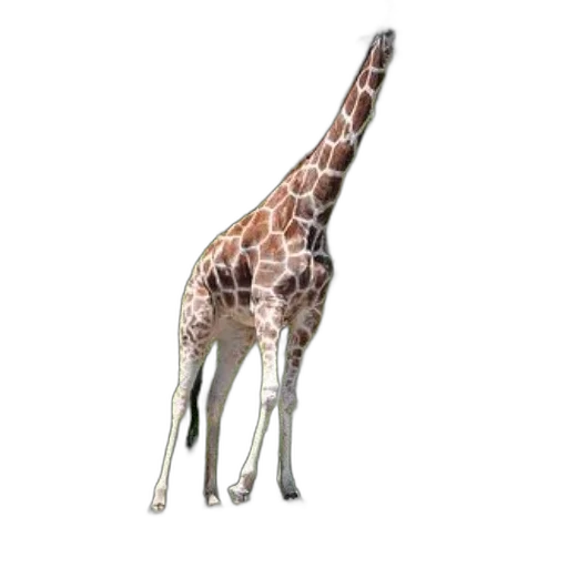 animal, creature, staff, weapon transparent PNG cut-out