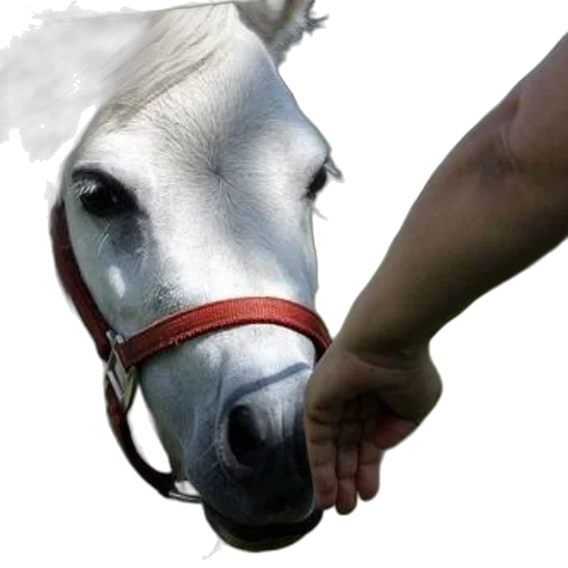 animal, weapon, staff, hat transparent PNG cut-out
