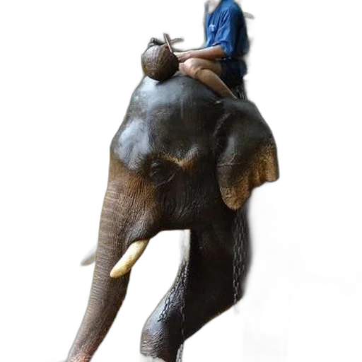 animal, staff, creature, mask transparent PNG cut-out