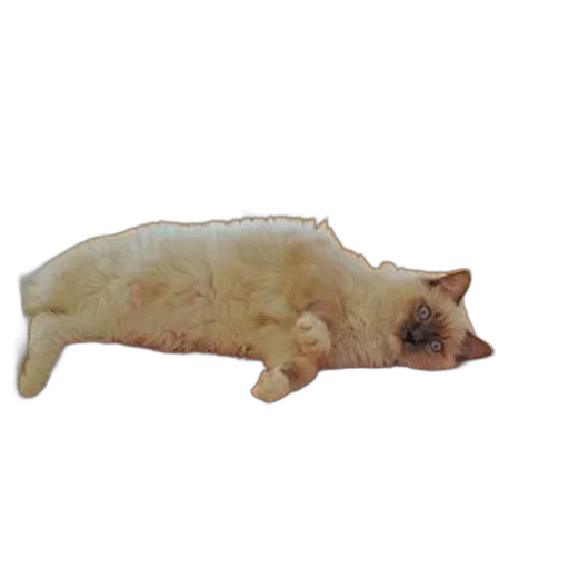 animal, creature, food, staff transparent PNG cut-out