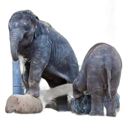 animal, creature, 3d render, photorealistic transparent PNG cut-out