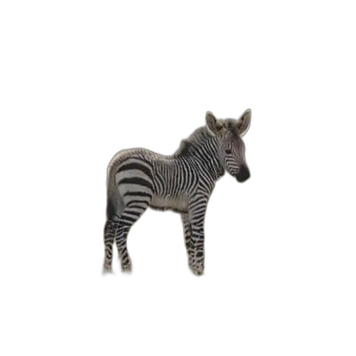animal, creature, staff, dragon transparent PNG cut-out