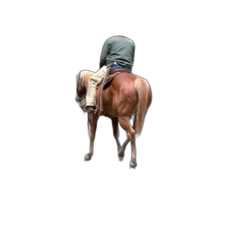 hat, animal, jacket, staff transparent PNG cut-out
