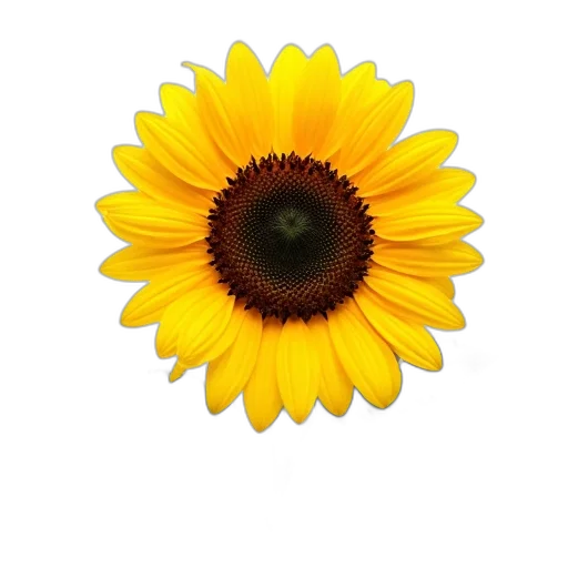 flower, crown, jewelry, face transparent PNG cut-out