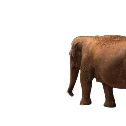 animal, creature, weapon, staff transparent PNG cut-out