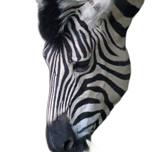 animal, creature, hat, shoes transparent PNG cut-out