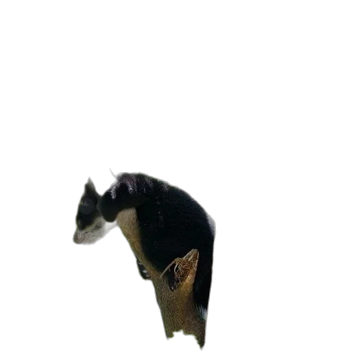 animal, creature, staff, dragon transparent PNG cut-out