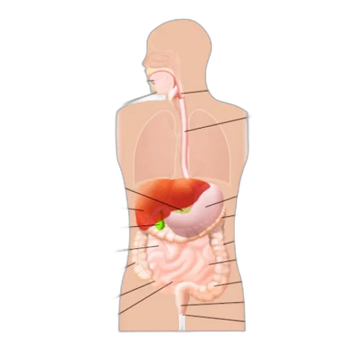 staff, food, anatomical, diagram transparent PNG cut-out