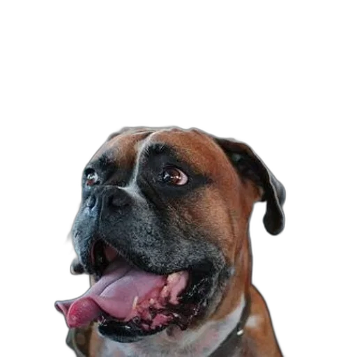 animal, face, staff, creature transparent PNG cut-out