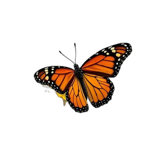 animal, creature, flower, crown transparent PNG cut-out