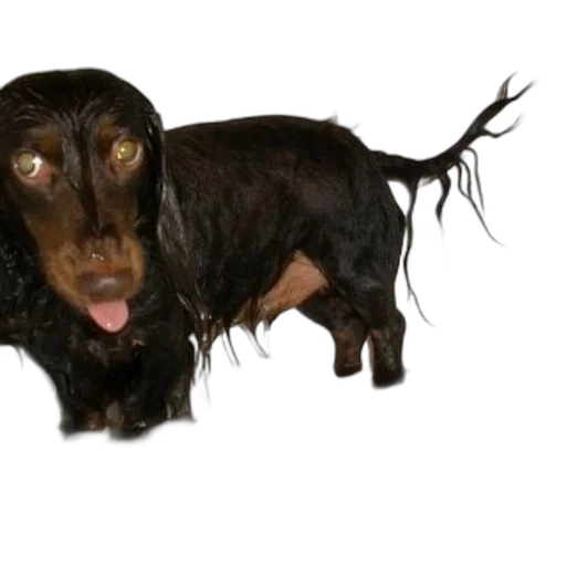 animal, creature, hair, staff transparent PNG cut-out