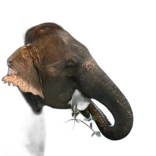 animal, creature, staff, mask transparent PNG cut-out