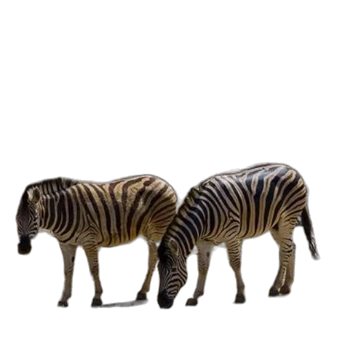 animal, furniture, creature, shoes transparent PNG cut-out