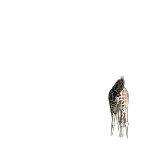 animal, hair, creature, hat transparent PNG cut-out
