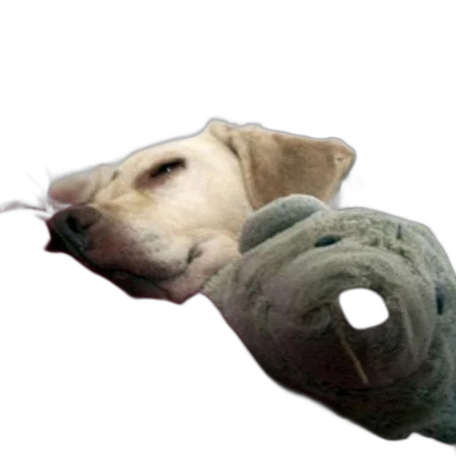 staff, animal, creature, mask transparent PNG cut-out