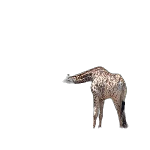 animal, creature, furniture, jewelry transparent PNG cut-out