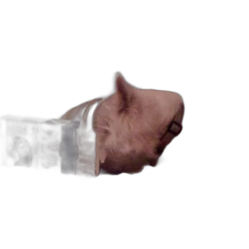 mask, face, animal, creature transparent PNG cut-out