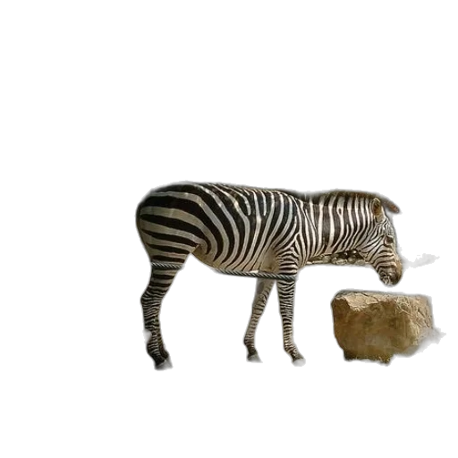 animal, creature, furniture, robot transparent PNG cut-out