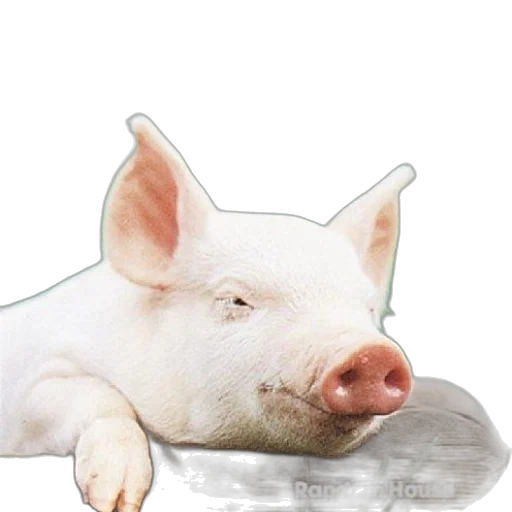animal, food, creature, face transparent PNG cut-out