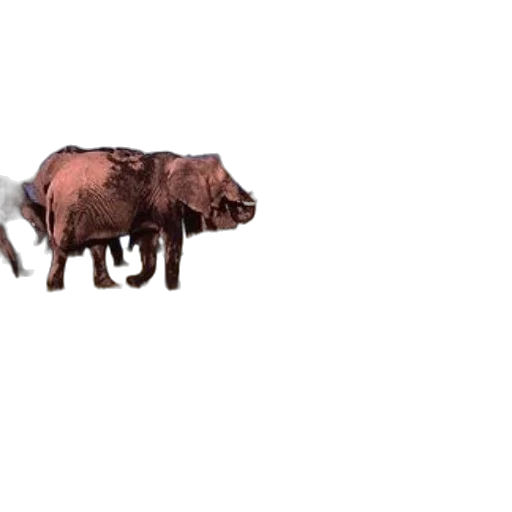 animal, creature, weapon, food transparent PNG cut-out