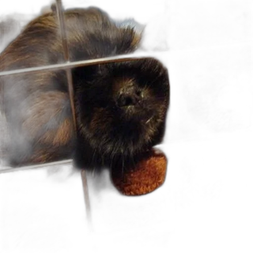 animal, hair, creature, food transparent PNG cut-out