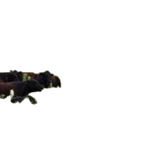 dragon, weapon, staff, animal transparent PNG cut-out
