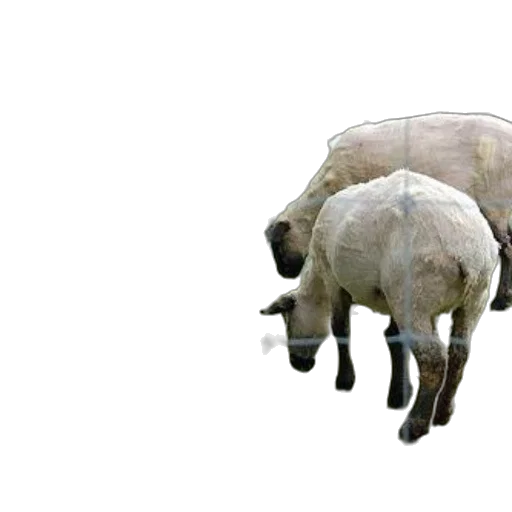 animal, creature, car, hat transparent PNG cut-out