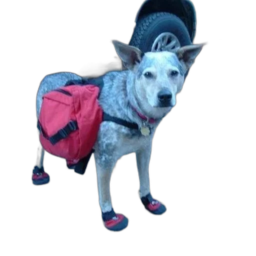 animal, jacket, creature, staff transparent PNG cut-out