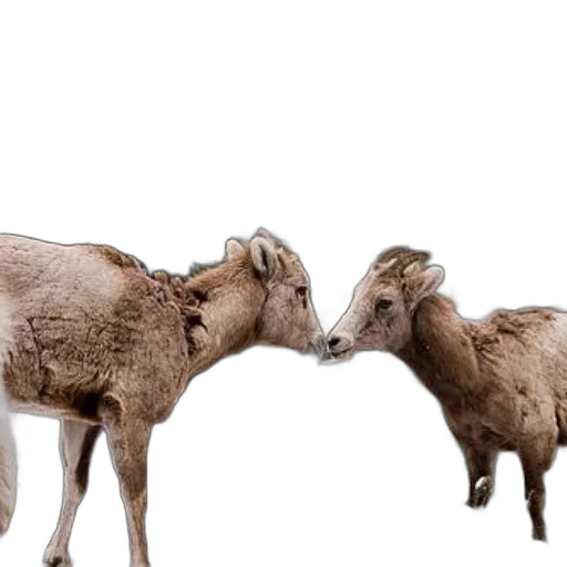 animal, two, bighorn, sheep transparent PNG cut-out
