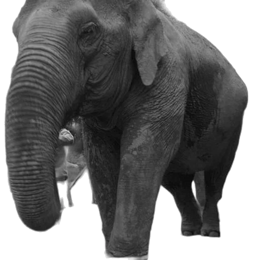 animal, staff, creature, face transparent PNG cut-out