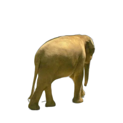 animal, creature, staff, weapon transparent PNG cut-out