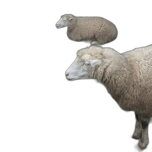 animal, creature, food, 3d render transparent PNG cut-out