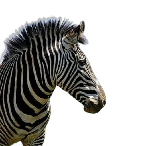 animal, creature, photorealistic, 3d render transparent PNG cut-out