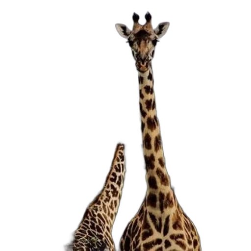 animal, creature, hat, shoes transparent PNG cut-out