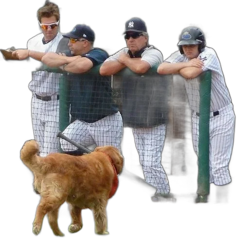 animal, staff, creature, dog transparent PNG cut-out