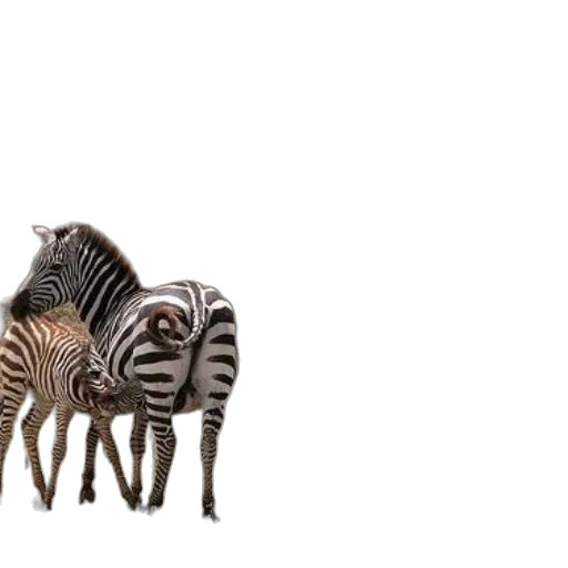 furniture, animal, creature, shoes transparent PNG cut-out