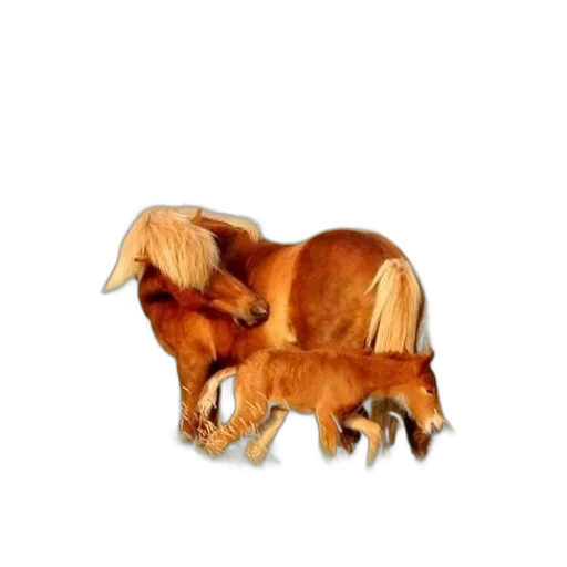 animal, creature, furniture, hair transparent PNG cut-out