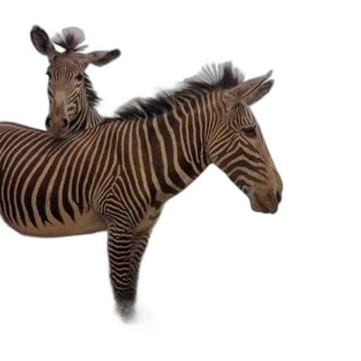 animal, creature, 3d render, photorealistic transparent PNG cut-out