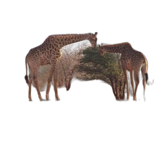 animal, creature, crown, hat transparent PNG cut-out