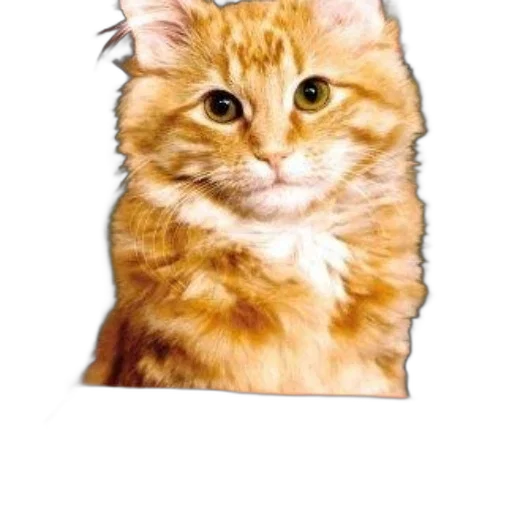 animal, staff, face, jacket transparent PNG cut-out