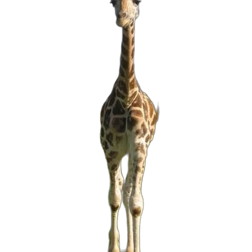 animal, creature, staff, weapon transparent PNG cut-out