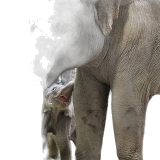 animal, creature, photorealistic, concept art transparent PNG cut-out